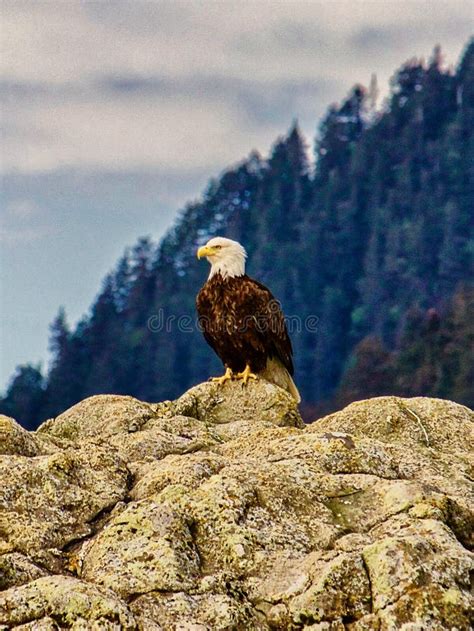 Bald Eagle On Rocks Stock Photo Image Of Bird Wildlife 180067734