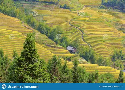 Longji Rice Terraces In Guangxi Province China Stock Photo Image Of