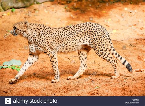 Cheetah Walking High Resolution Stock Photography And Images Alamy