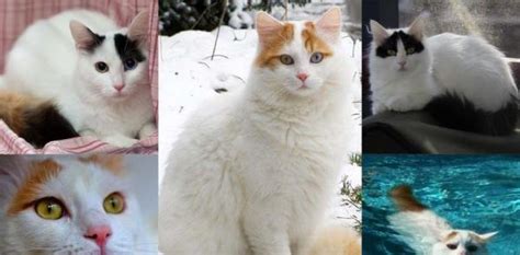 Turkish Van Cat Breed Personality Behavior Facts And Characteristics