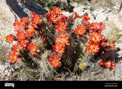 Cactus Echinocereus Desert Hi Res Stock Photography And Images Alamy