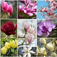 Altenew Build-A-Flower: Magnolia Release + Giveaway | Fotinia Scrap