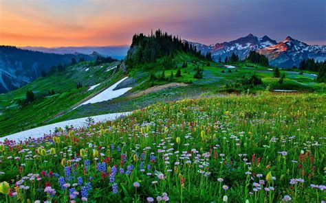 Mountain Flowers In The Spring Hd Wallpaper Hintergrund 1920x1200