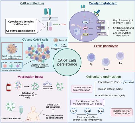 Frontiers Car T Cell Performance How To Improve Their Persistence