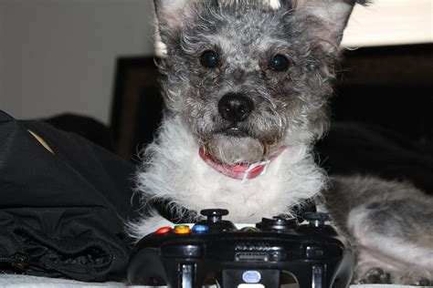 Dog Playing Xbox 360 Photograph By Carlton Pecot