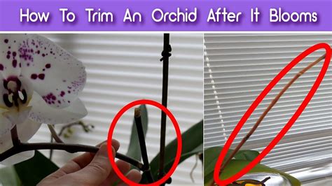 How To Prune Orchids After The Flowers Fall Off Trim An Orchid After