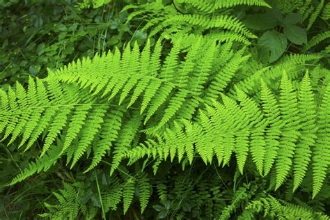 Hardy Fern Varieties 20 Perennial Ferns That Will Survive The Winter