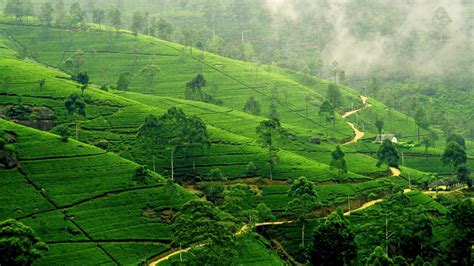 Unlike other tea plantations in india that grow tea seasonally, the plantations here grow tea all throughout the year. Sri Lanka Tea Plantation