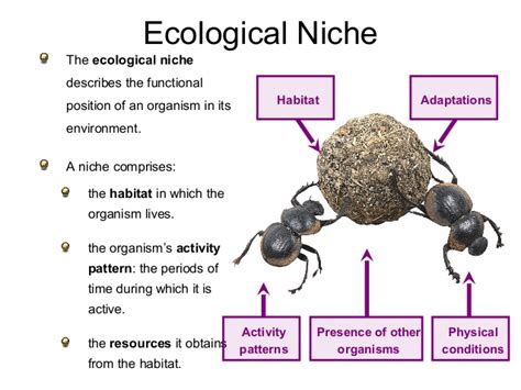 Ecological Concept Niche