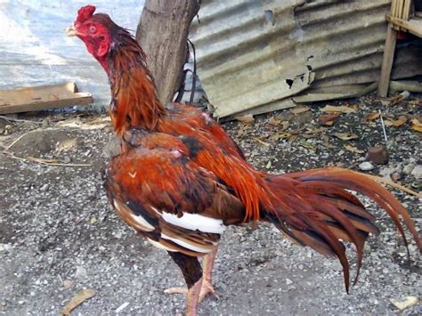 Kebanyakan warna sisik dan kuku ayam ini berwarna hitam dan hijau terkadang ada yang kukunya hitam dan sisik putih. Ayam Bangkok Berdasarkan Warna ~ Agro Budidaya