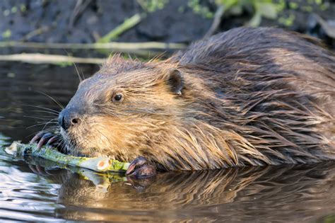 How to get rid of beavers in your yard beavers will not usually be found in people's yards. Beaver Removal & Trapping - Fast & Safe Beaver Control In ...