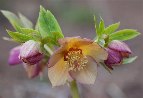 Helleborus Winter Jewels Golden Sunrise Hellebore