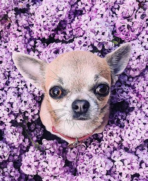 The Most Visually Beautiful Chihuahua Picture Every Cute Chihuahua