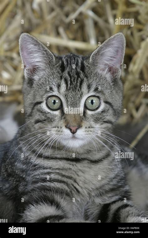 Dome Cat Hi Res Stock Photography And Images Alamy