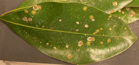Algal Leaf Spots On Magnolia Training At The Plant Clinic Part 4
