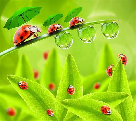 Lady Bugs Bigs Cute Drops Green Leafs Nature Water Hd Wallpaper