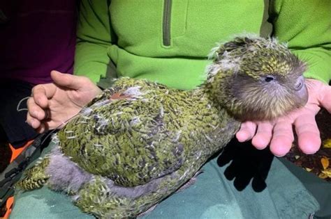 Kakapo Worlds Fattest Parrot Has Been Named New Zealands Bird Of
