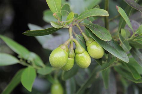 Umbellularia Californica California Bay Laurel Larner Seeds