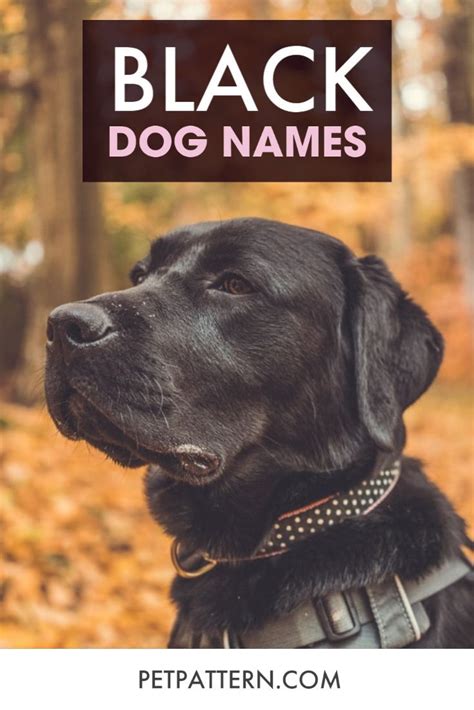 800 Black Dog Names Black Dog Names Girl Dog Names Dog Names