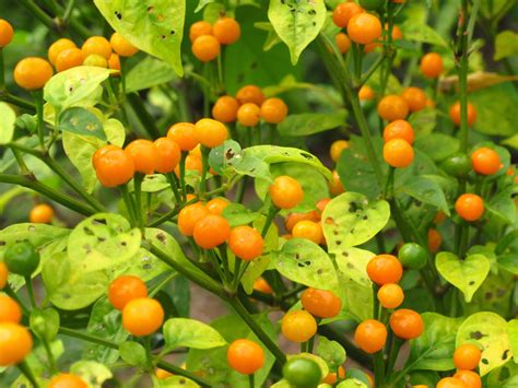 Aji Charapita Pepper Seeds Capsicum Chinense Delicious Canada