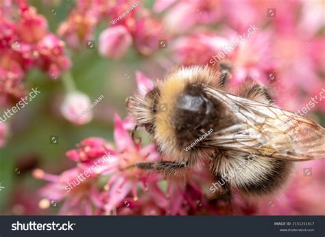 Large Garden Bumblebee Ruderal Bumblebee Bombus Stock Photo 2151251617