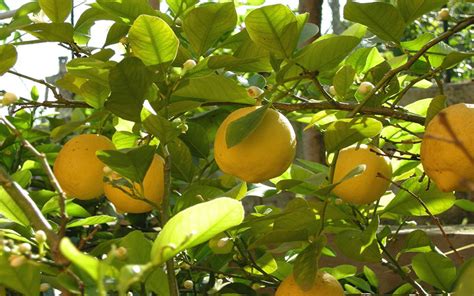 Citrus Lemon Trees For Sale