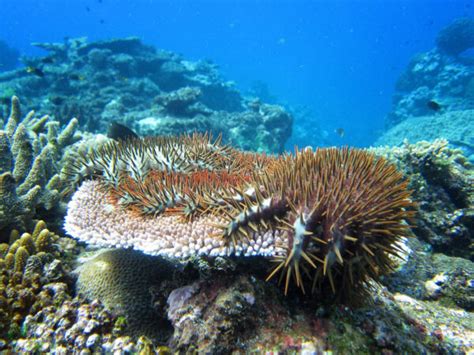 Crown Of Thorns Starfish And Cots Outbreaks Naturevolution