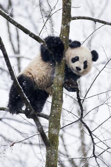 China Chengdu Panda Base Baby Giant Panda In Tree