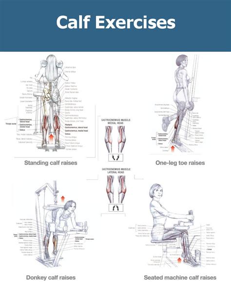 Calf Muscle Exercises For Mass Online Degrees