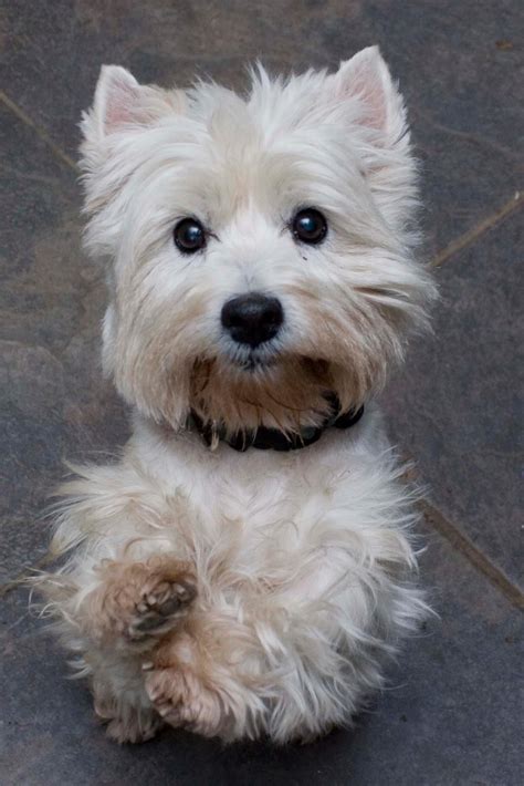 Westie Puppies For Rescue