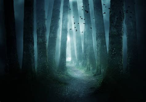 Enchanted Forest Stock Photos Pictures And Royalty Free Images Istock