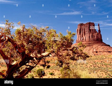 Twisted Utah Juniper Hi Res Stock Photography And Images Alamy