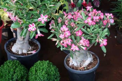 How To Care For Desert Rose Plant Plantly