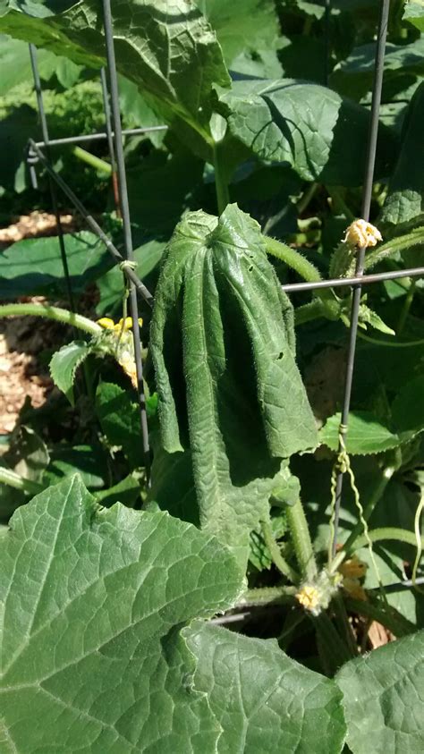 If you're in a location that receives freezing. diseases - Cucumber with bacterial wilt, what to do to ...