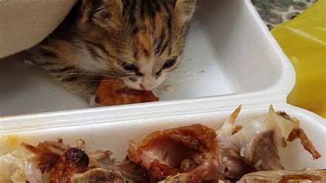 Feeding Feral Kitten Youtube