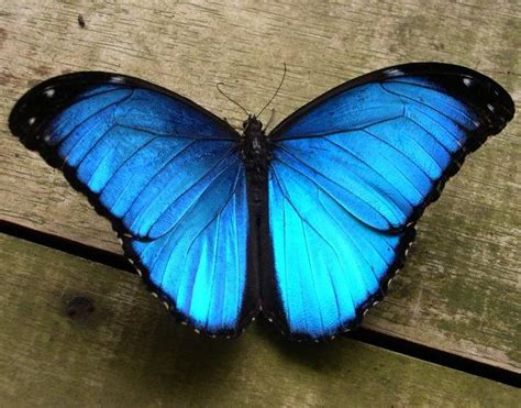 La Mariposa Mofo Azul Americana Otro Mundo Es Posible