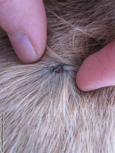 How To Remove A Tick From A Dog About Morkies