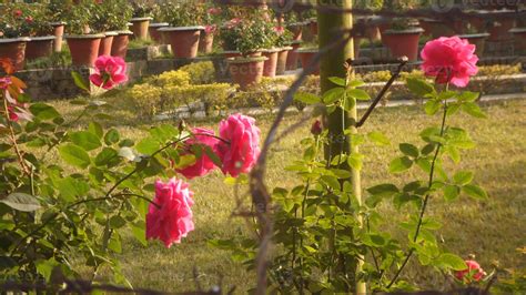 Beautiful Large Flowering Red Rose Garden In Full Bloom In A Garden In