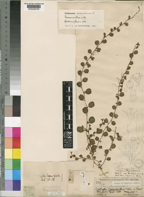 Until june 30th, 2021, all new and existing amazon web services customers can try the. Evolvulus nummularius (L.) L. | Colombian Plants made ...
