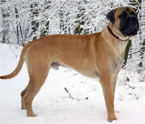 (adjective) of a size greater than average of its kind. Bullmastiff - All Big Dog Breeds