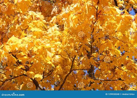 Yellow Maple Leaves On A Tree In Autumn In Krestovsky Park In St