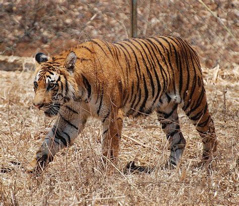 Bengal Tiger Karnataka Western Ghats Wikipedia National Animal