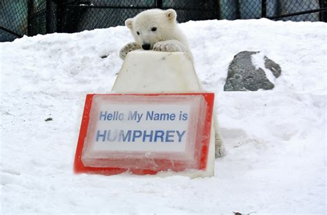 Toronto Zoo Officially Names New Polar Bear Cub