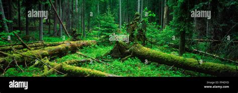 Panoramic Image Of Fallen Trees And Moss Covered Trunks On Floor Of