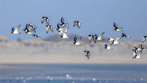 Migratory Birds Start Arriving In Margallas Ahead Of Winter Season