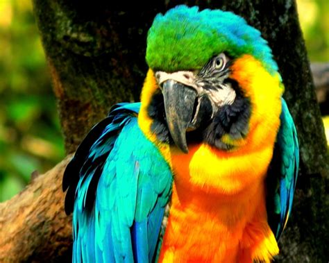 Buy blue and yellow macaw reaches breeding age when they are 3 to 4 years old. Blue-and-yellow Macaw - cats,parrots and butterflies ...