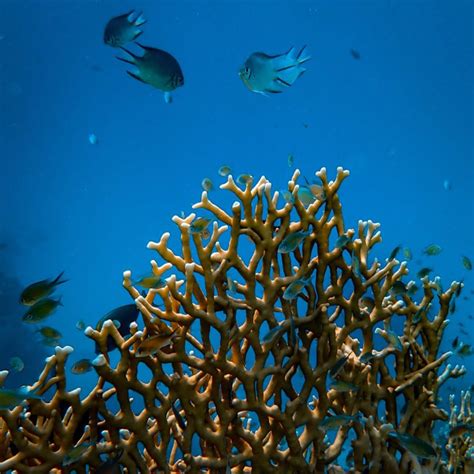 Protecting Reefscapes With The Coral Reef Alliance Pelorus Foundation