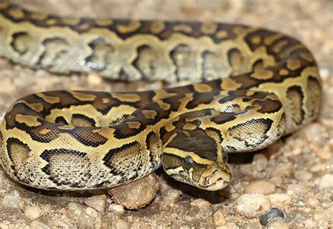 African Rock Python Reptile Range