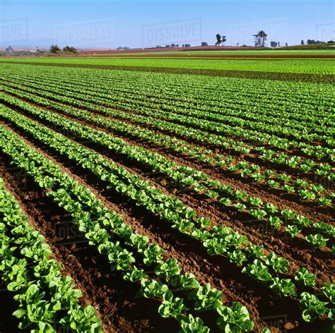 Agriculture Mid Growth Organic Lettuce Field Romaine Lettuce In The