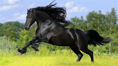 Free Download Black Stallion Pictures Black Stallion High Quality